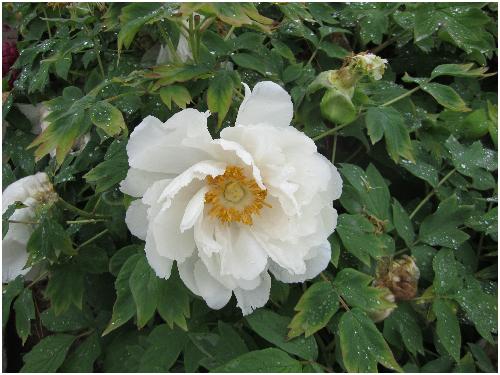 雨后游览牡丹园(图片多多)作文