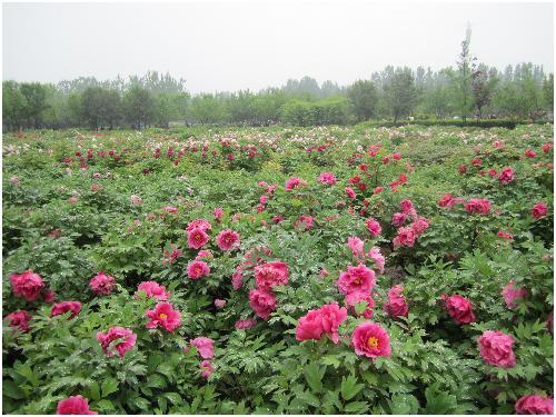 雨后游览牡丹园(图片多多)作文
