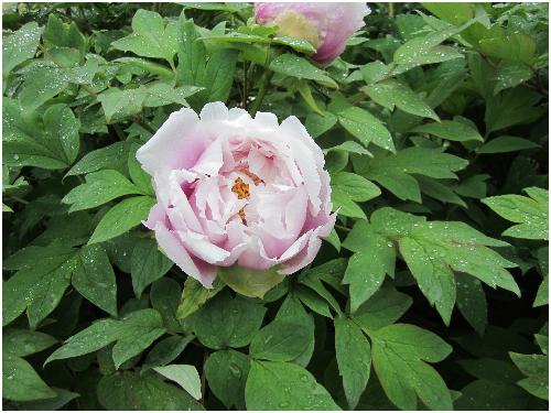 雨后游览牡丹园(图片多多)作文