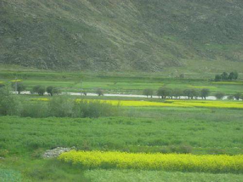 西藏行纪(三)作文