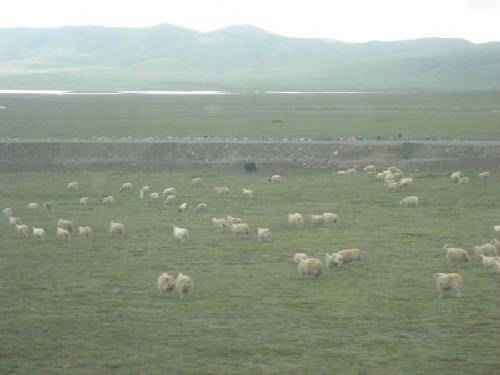 西藏行纪(三)作文