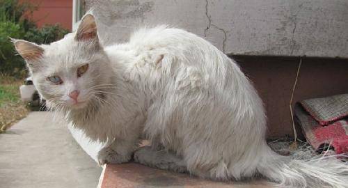 我有一群野猫朋友作文