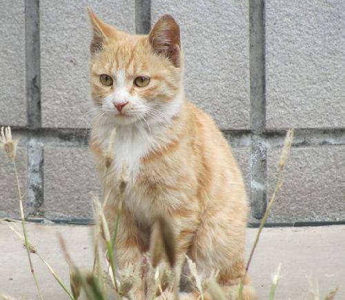 我有一群野猫朋友作文