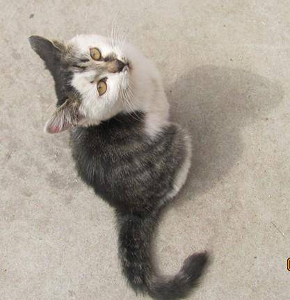 我有一群野猫朋友作文