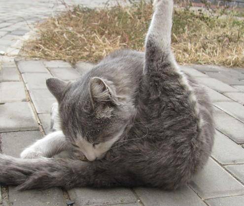 我有一群野猫朋友作文