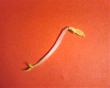 跳芭蕾舞的绿豆芽作文