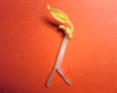 跳芭蕾舞的绿豆芽作文