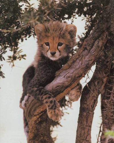 应该让孩子怎样成长作文