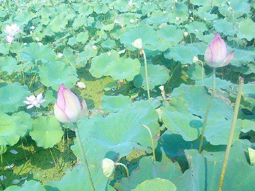 㼯  2013.08.15 ӳպɻ