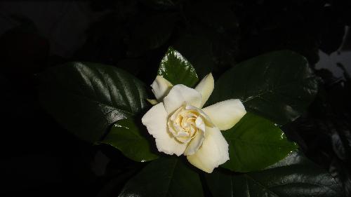 ӻ