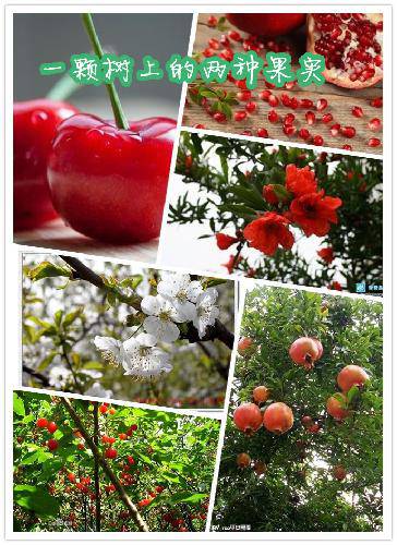 我,要做懂得合作分享的人作文