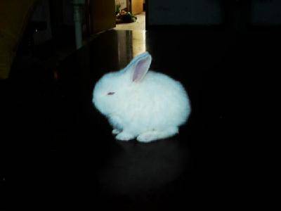 可爱的荷兰兔作文