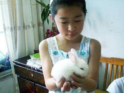 可爱的荷兰兔作文