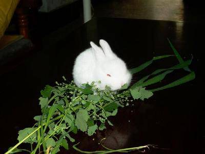 可爱的荷兰兔作文