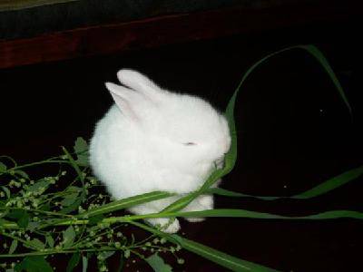 可爱的荷兰兔作文