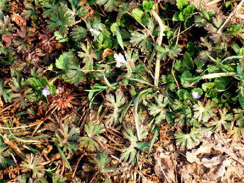 踏青、探春作文