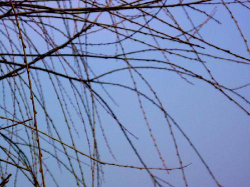 踏青、探春作文