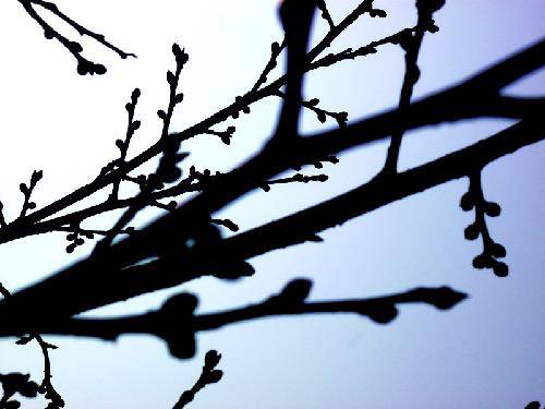 踏青、探春作文