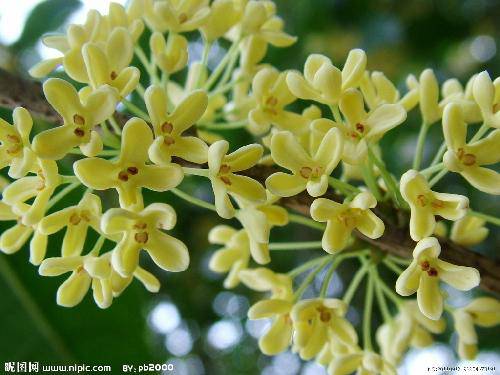 静静绽放我的香作文