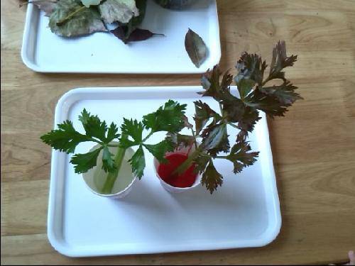 有趣的晨间活动作文