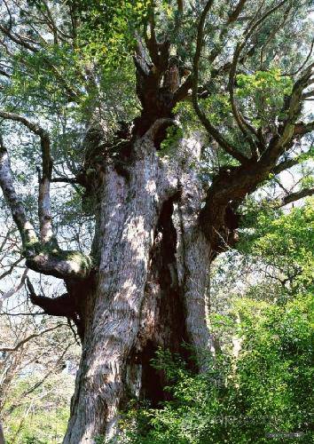 从大树的故事说开去作文