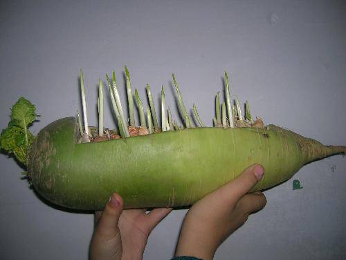 萝卜里种蒜苗作文