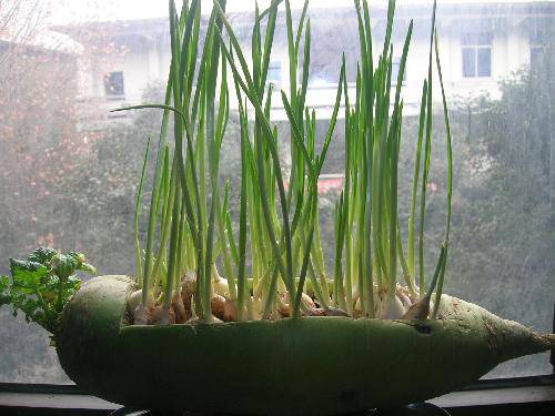 萝卜里种蒜苗作文