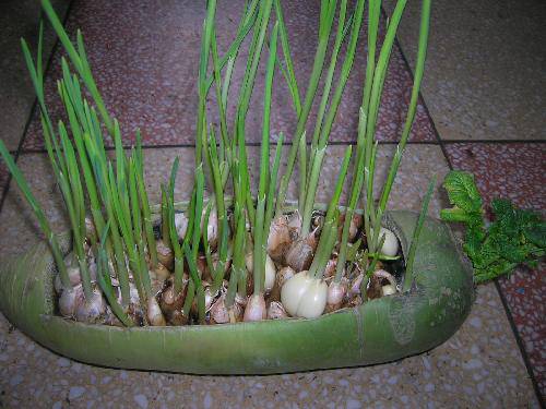 萝卜里种蒜苗作文