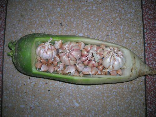 萝卜里种蒜苗作文