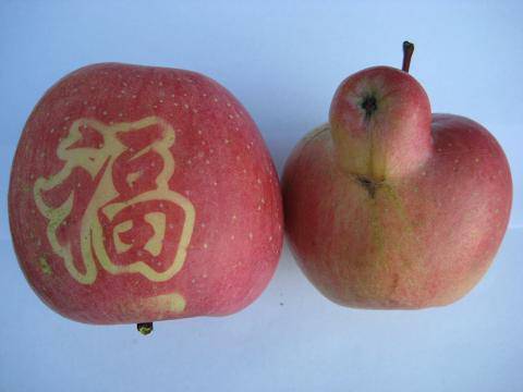 福苹果自传作文