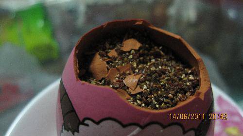 培育“梦想成真”种子(观察日记)作文