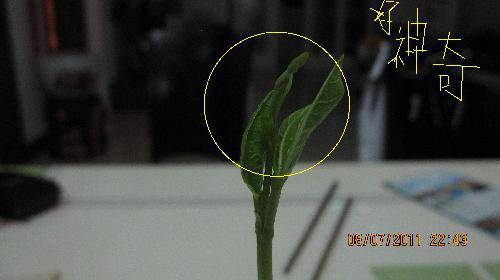 培育“梦想成真”种子(观察日记)作文