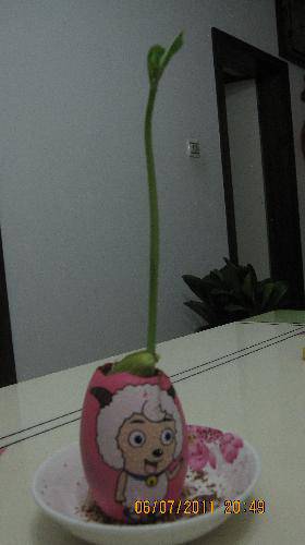 培育“梦想成真”种子(观察日记)作文