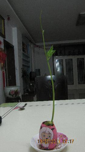 培育“梦想成真”种子(观察日记)作文