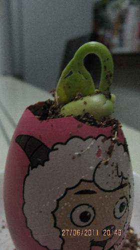 培育“梦想成真”种子(观察日记)作文