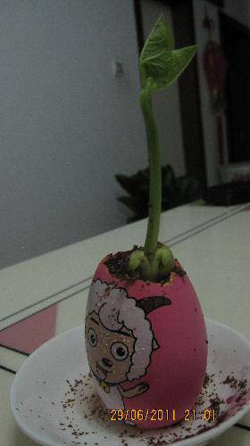 培育“梦想成真”种子(观察日记)作文