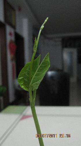 培育“梦想成真”种子(观察日记)作文