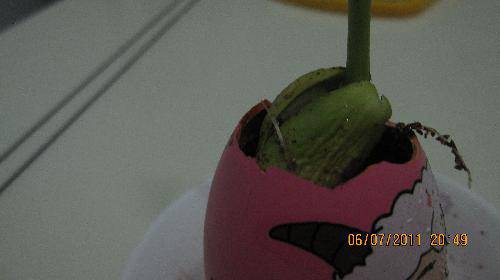 培育“梦想成真”种子(观察日记)作文