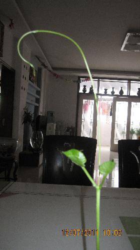 培育“梦想成真”种子(观察日记)作文