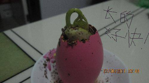 培育“梦想成真”种子(观察日记)作文