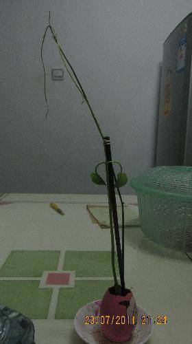 培育“梦想成真”种子(观察日记)作文