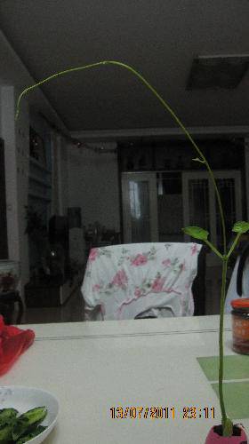 培育“梦想成真”种子(观察日记)作文