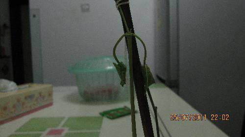 培育“梦想成真”种子(观察日记)作文