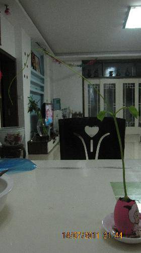 培育“梦想成真”种子(观察日记)作文