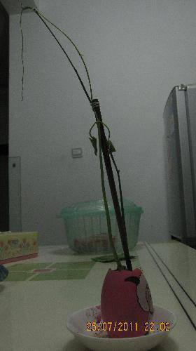 培育“梦想成真”种子(观察日记)作文