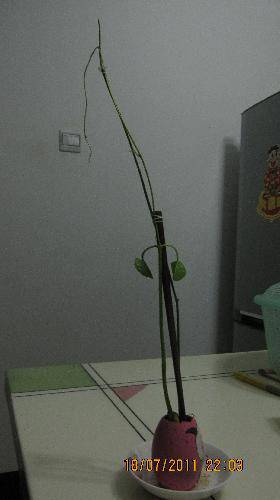 培育“梦想成真”种子(观察日记)作文