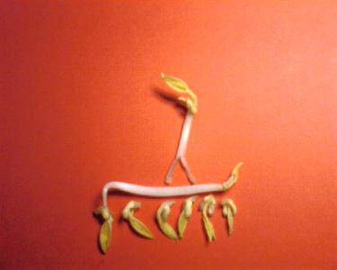 跳芭蕾舞的绿豆芽作文