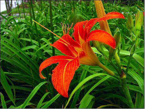 今天,送什么给您作文