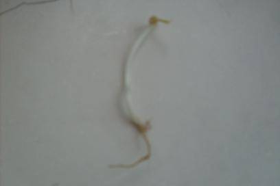 绿豆芽生长记作文