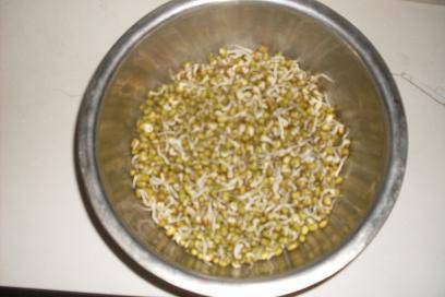 绿豆芽生长记作文